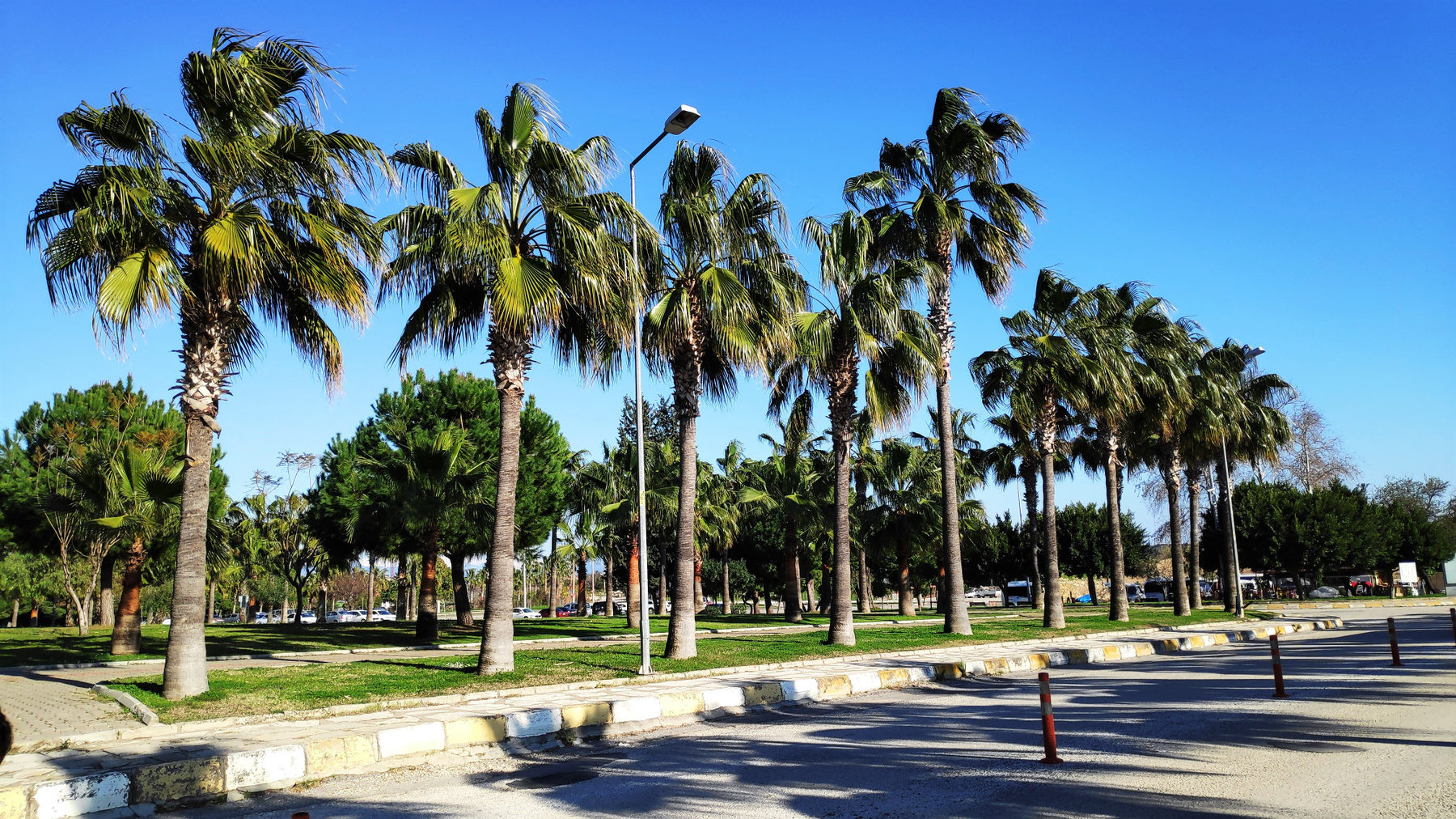 Palm Trees пальмы Турция тени солнечный день природа