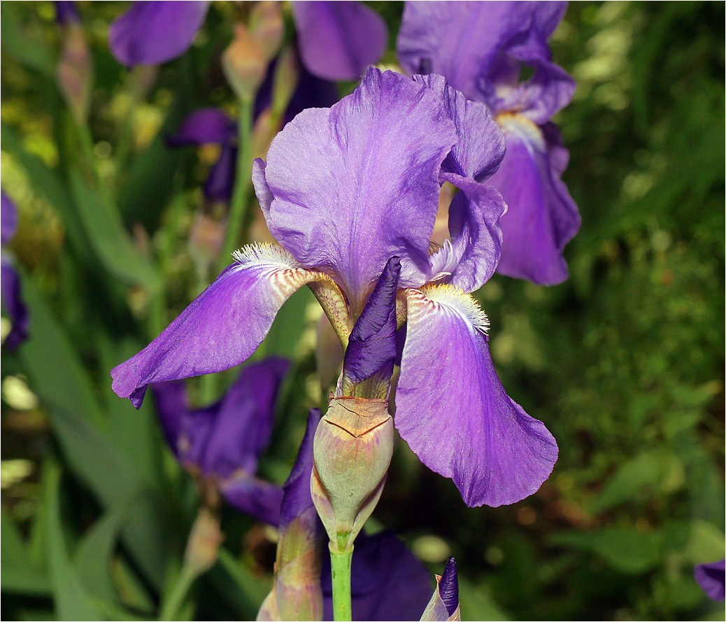 Ирис Iris Iridaceae Касатик Ирис растение цветение цветок