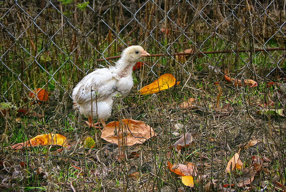 цыплёнок и осень 