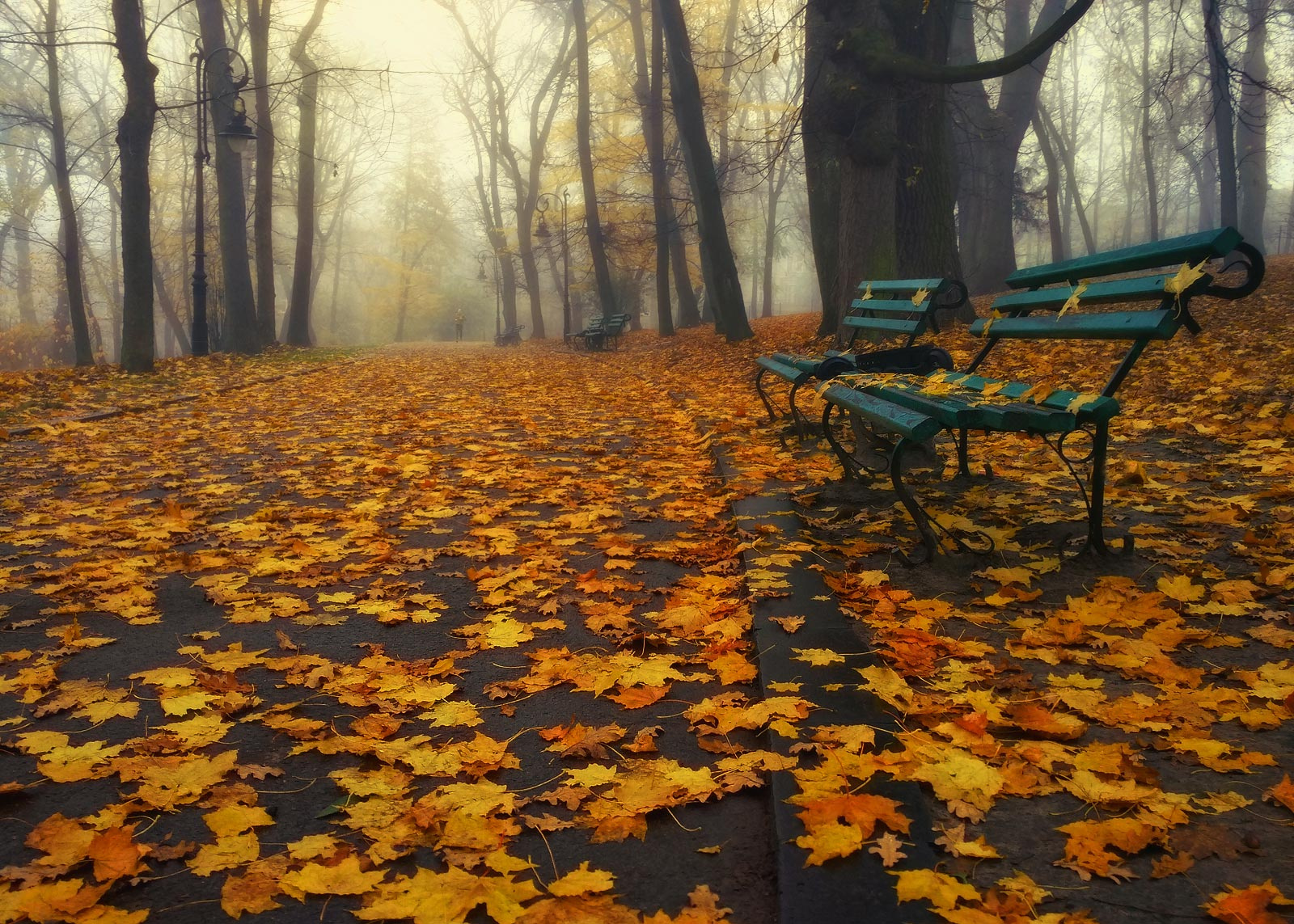 Утренние пробежки осень парк утро листья аллея скамейка листопад