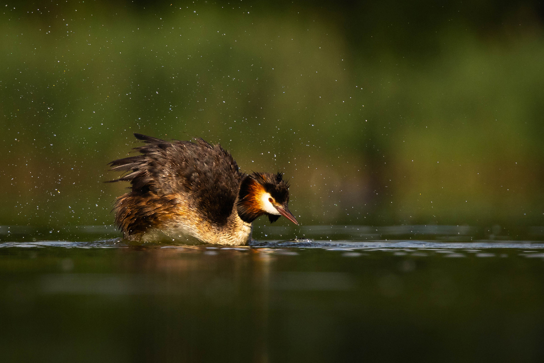 Great crested grebe 
