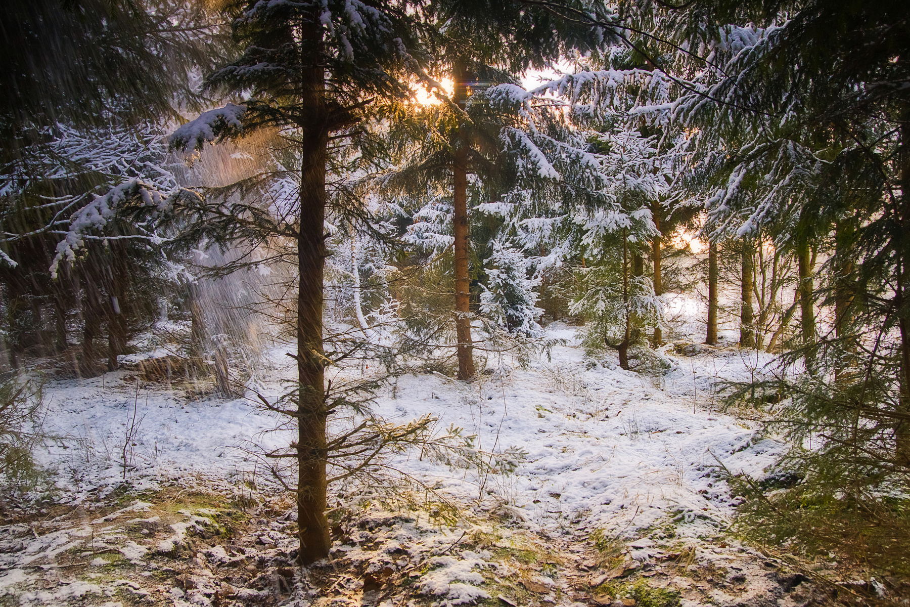 Зимний лес Природа пейзаж
