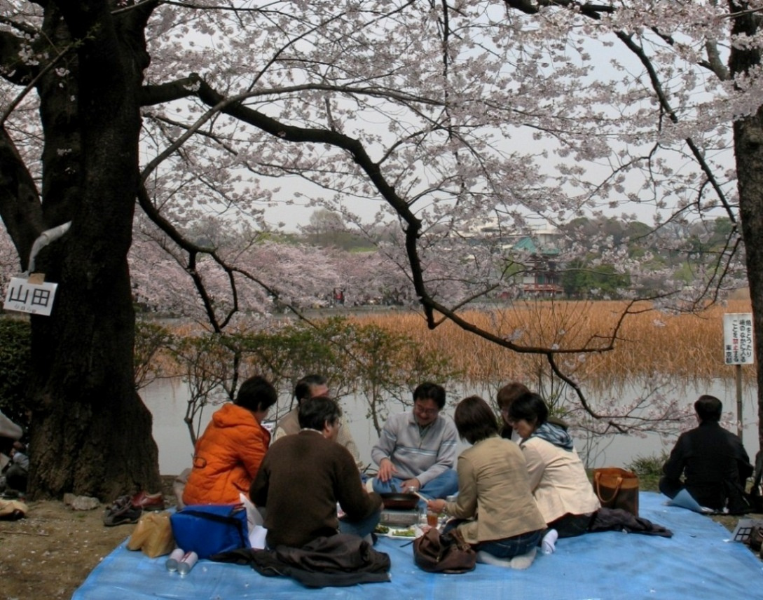 Пикничок (ханами) сакура, пикник, Япония