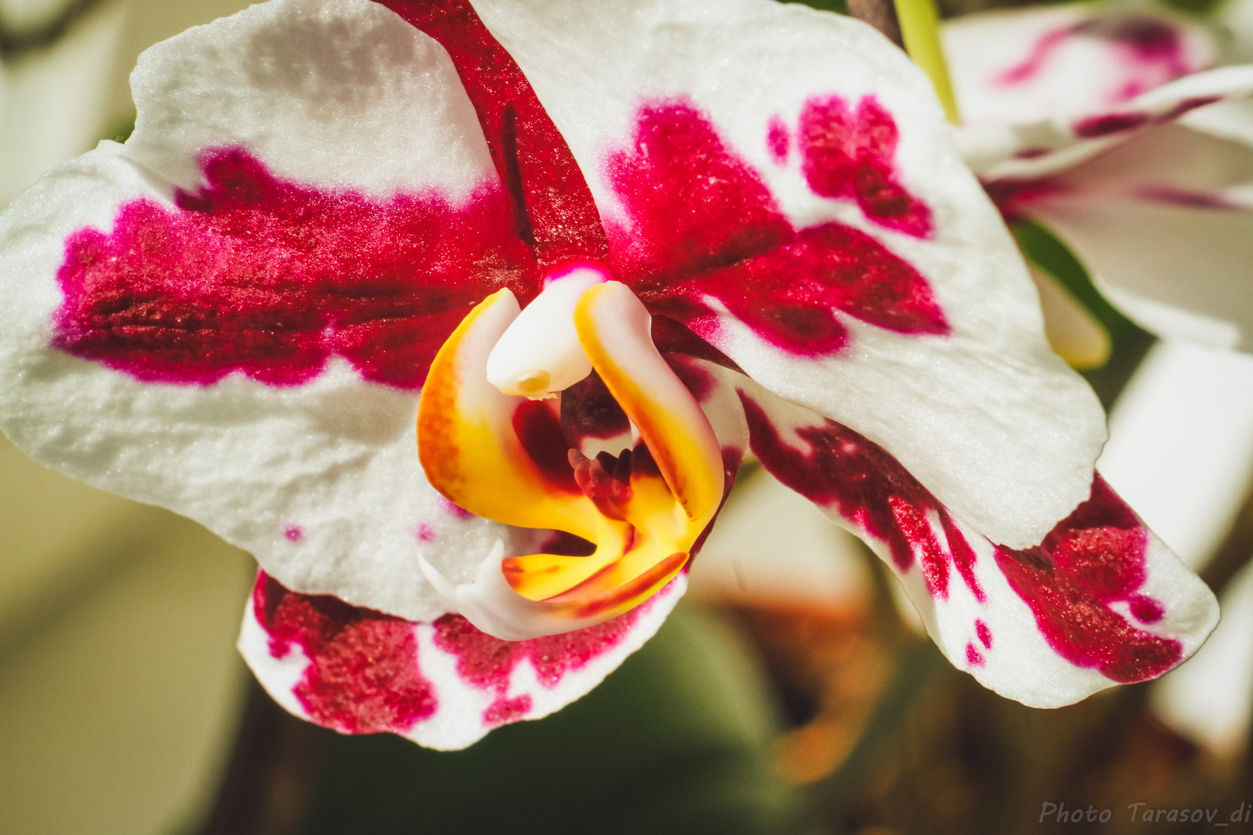 *** макро цветы орхидея