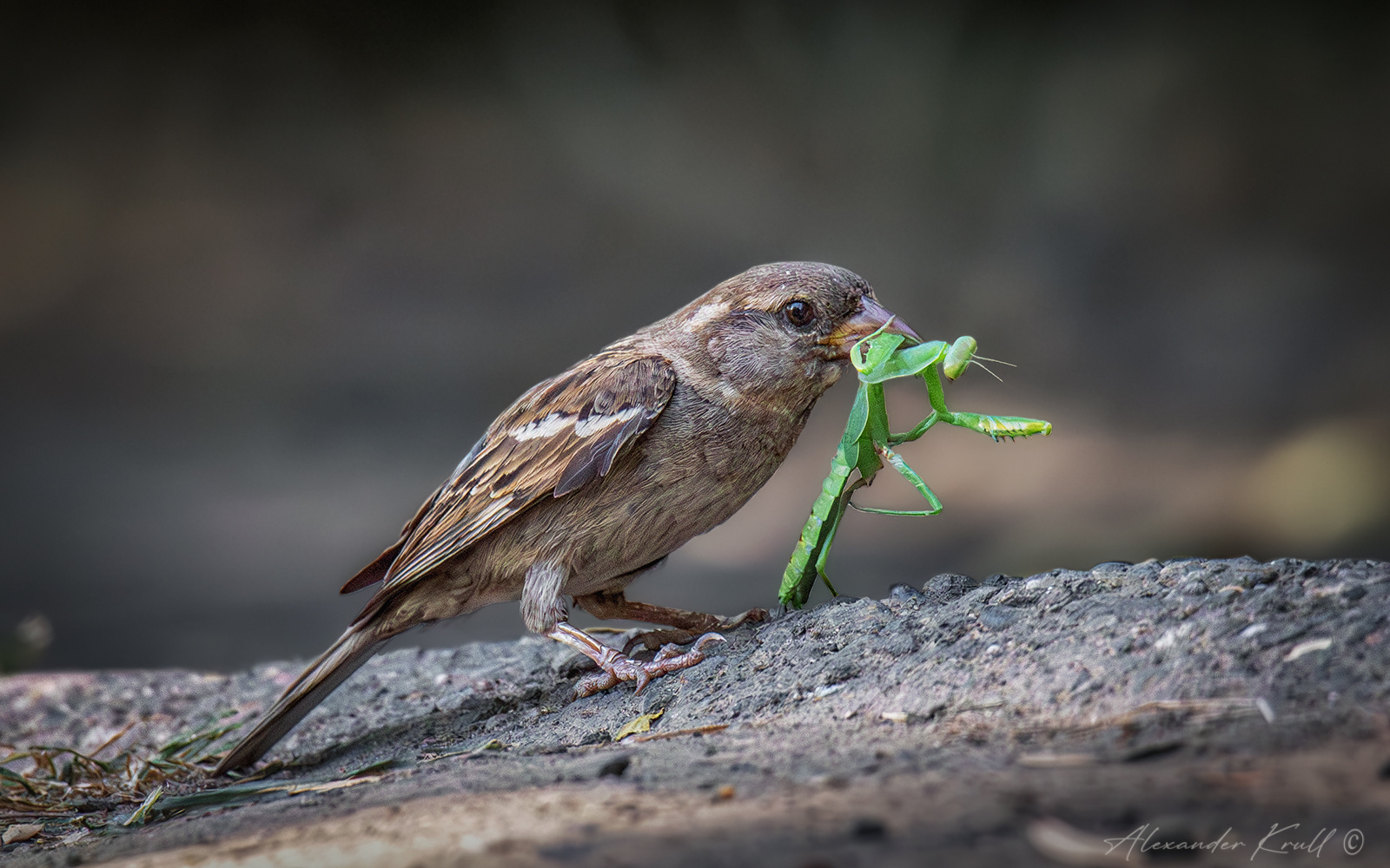 Славная добыча воробей домовый passer domesticus богомол добыча