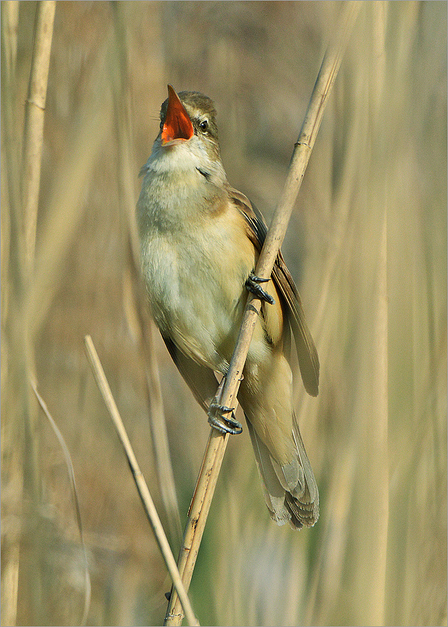 Дроздовидная камышовка тростник самец птица Польша озеро вода весна Бытом Дроздовидная камышовка