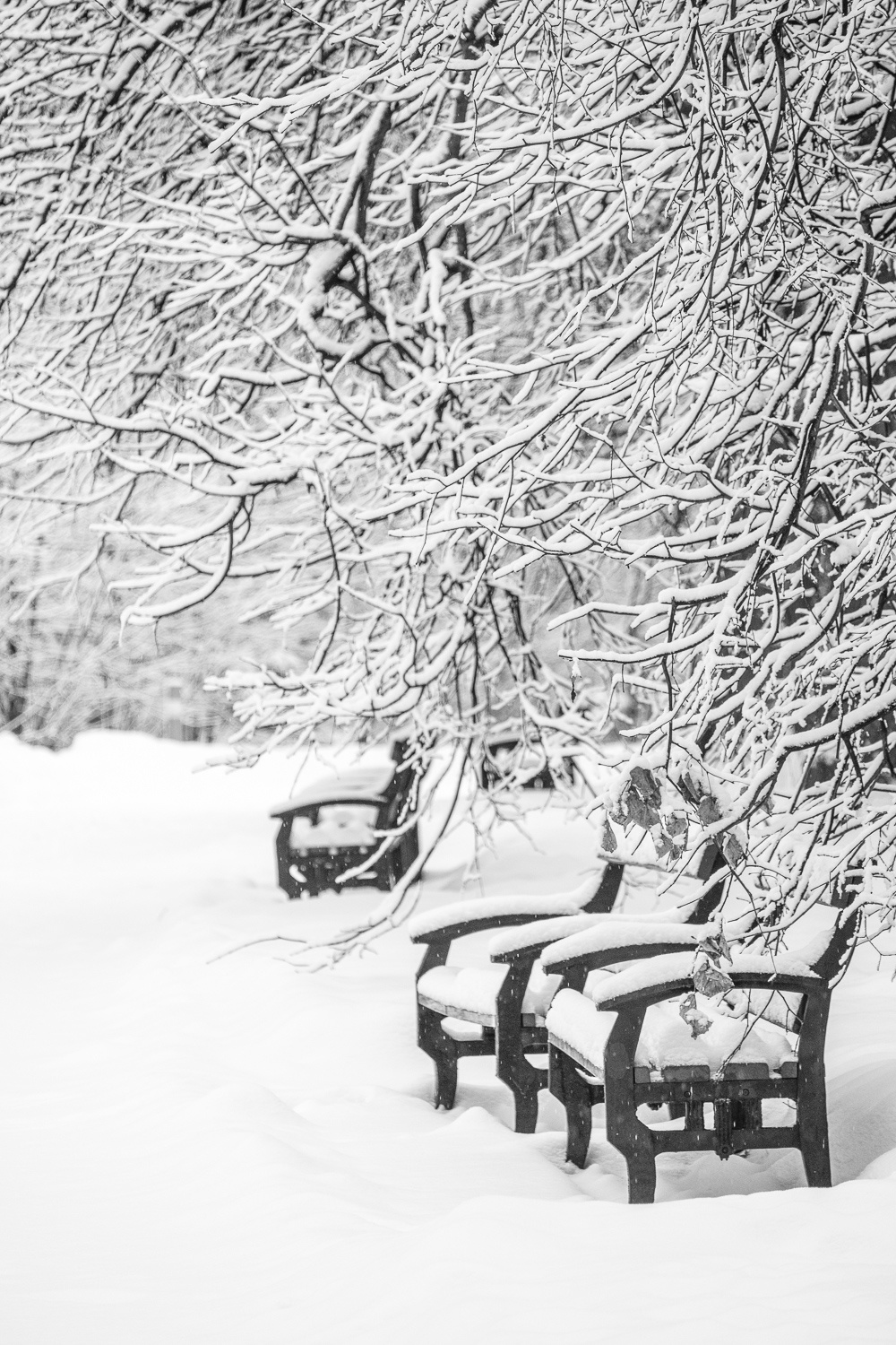Утро в высоком ключе город парк Москва снег снегопад дерево ветви скамья утро