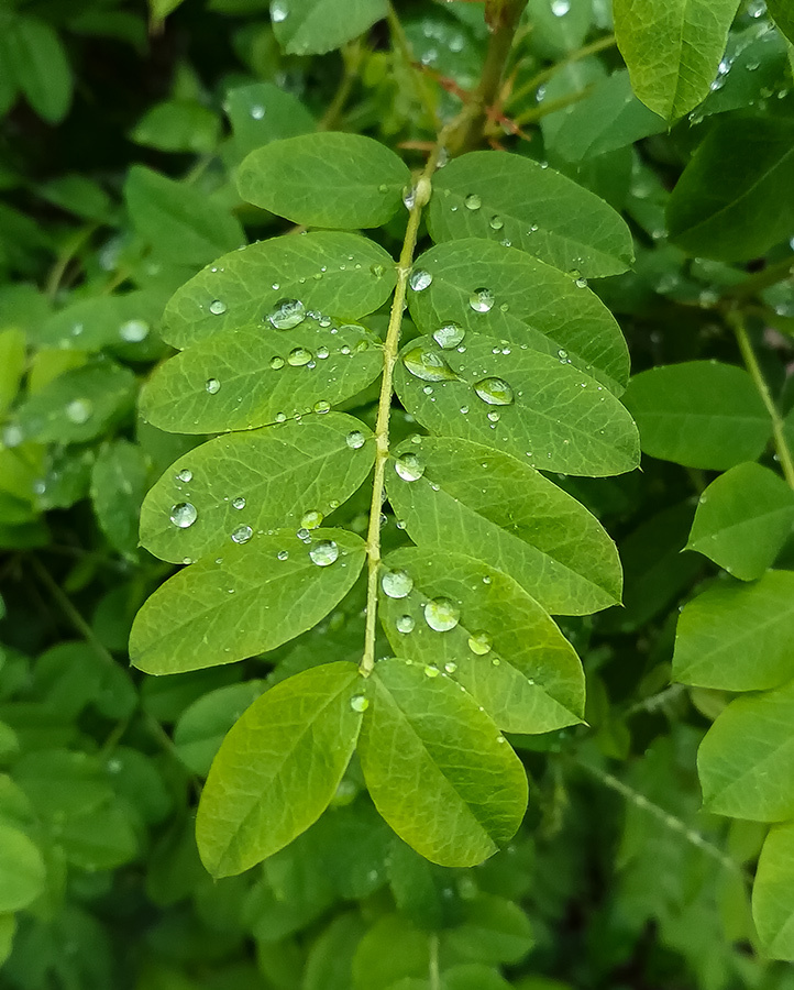 после дождя природа весна дождь капли зелёный ветка листья