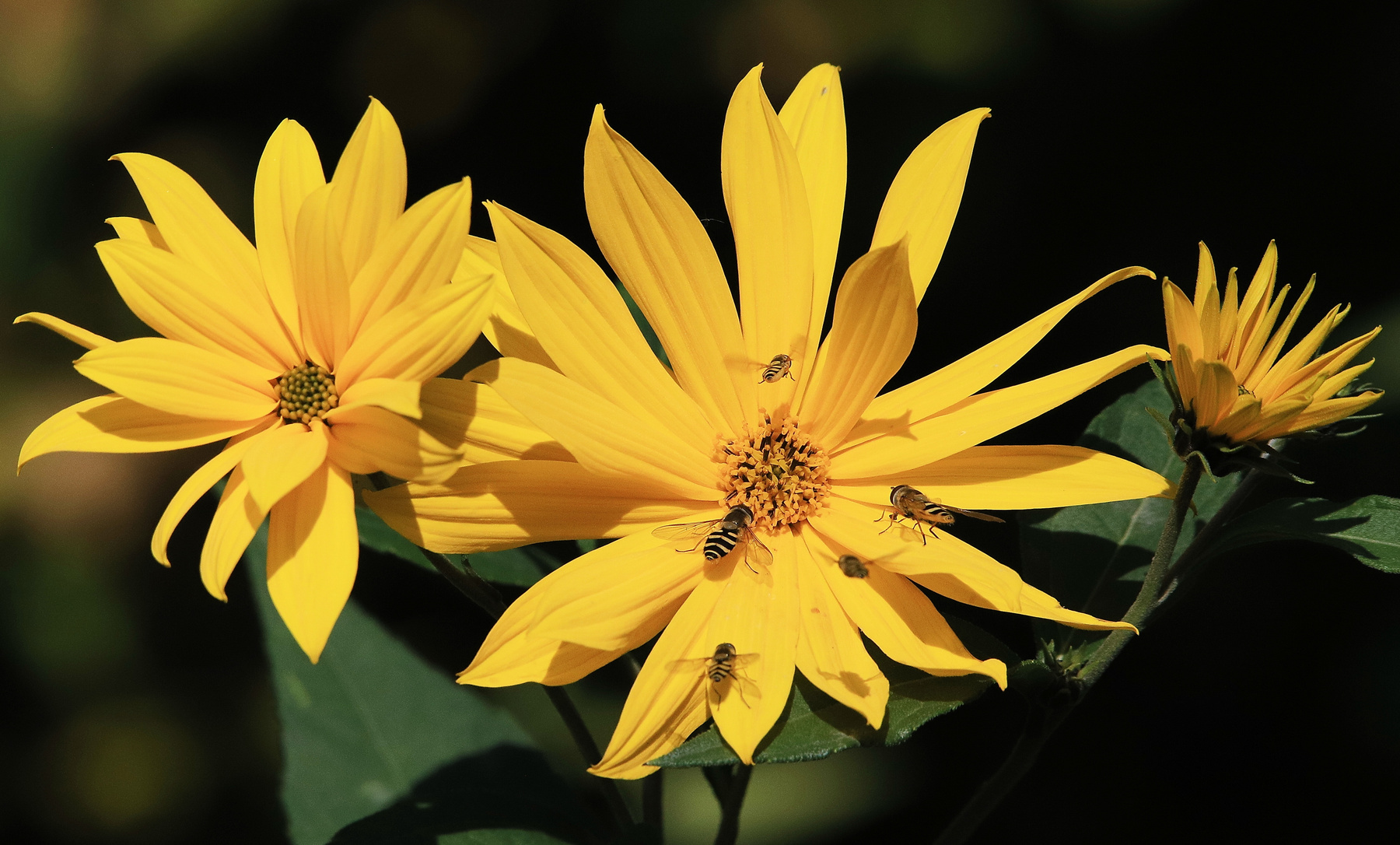 Налета-ааа-ай_веб.jpg - Ярлык насекомые журчалки цветы нектар лето