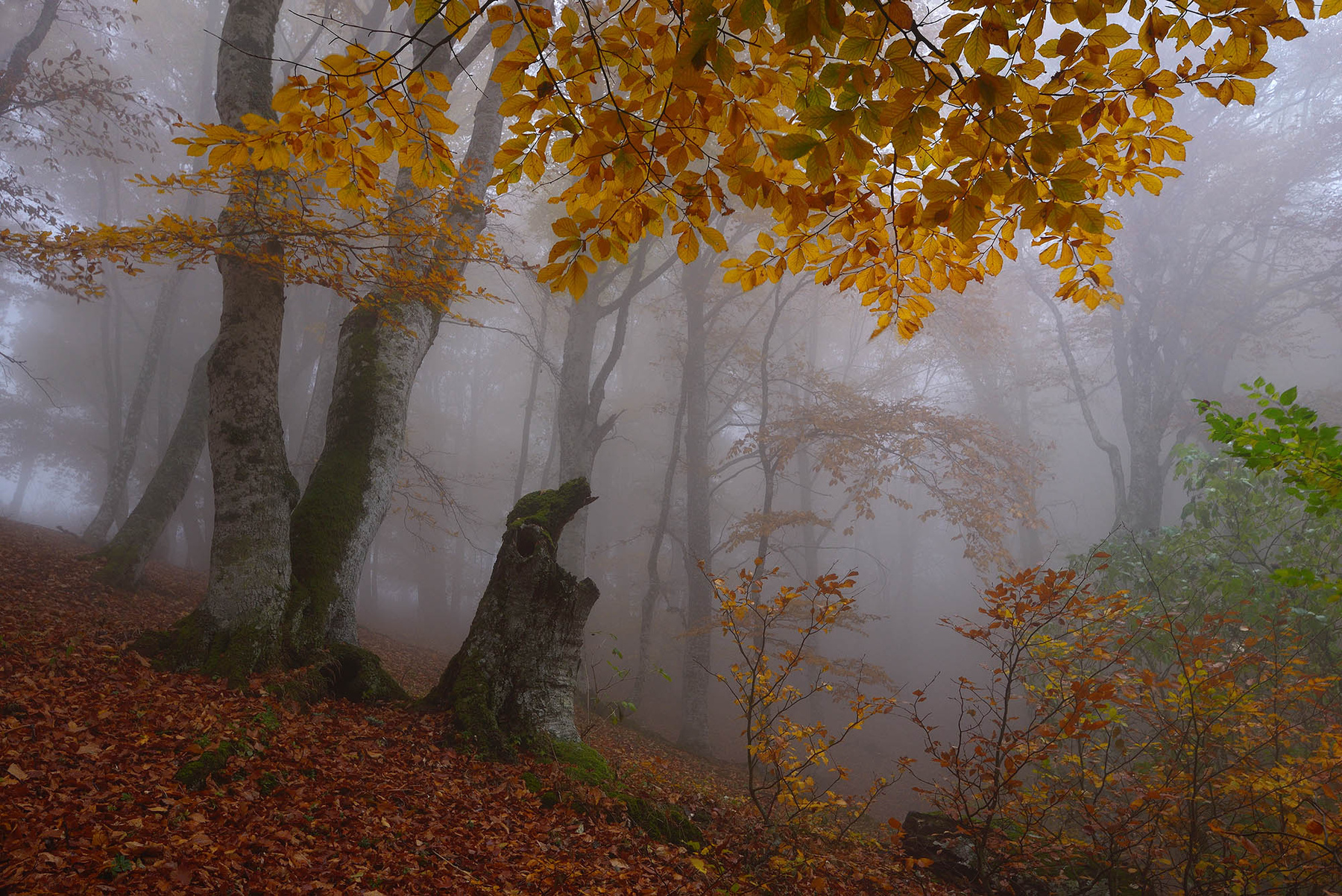 *** Крым лес туман осень