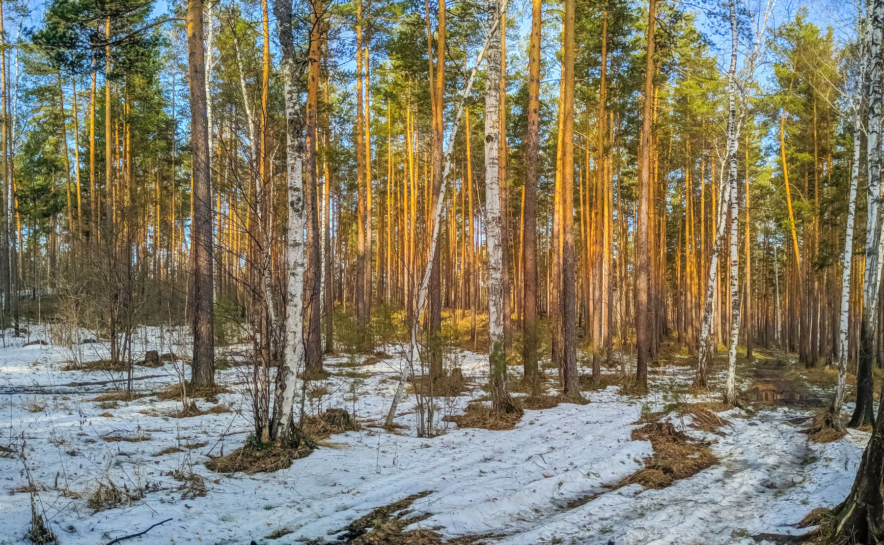 Весенний лес. (панорама) Южный Урал Миасс Тургояк природа лес весна Апрель