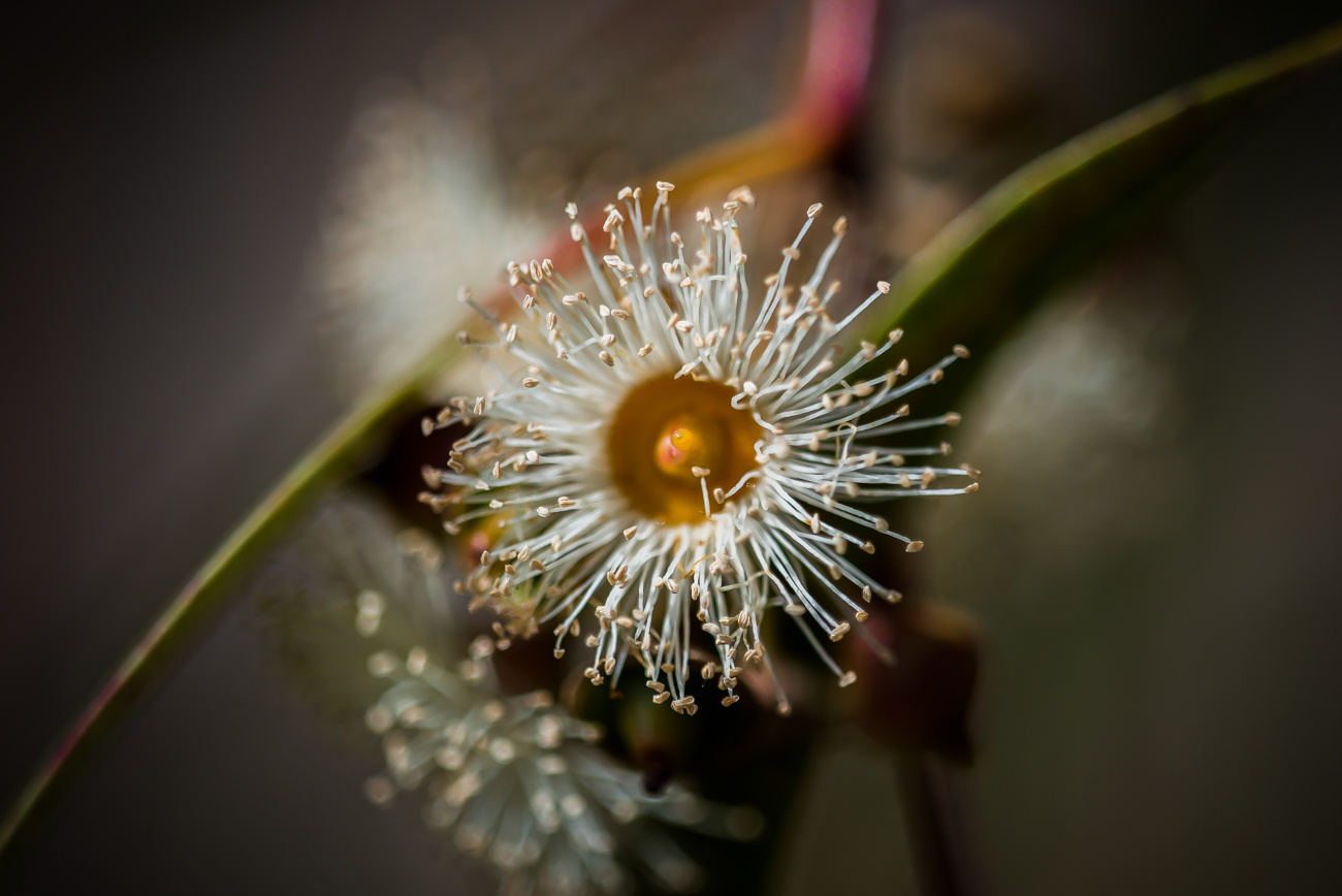Цветок эвкалипта. 