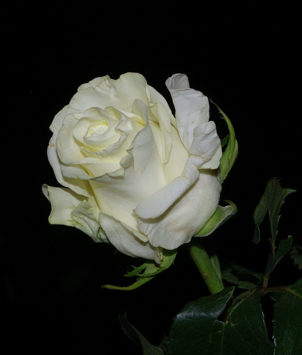 Белая роза Роза бутон лепестки белым по черному