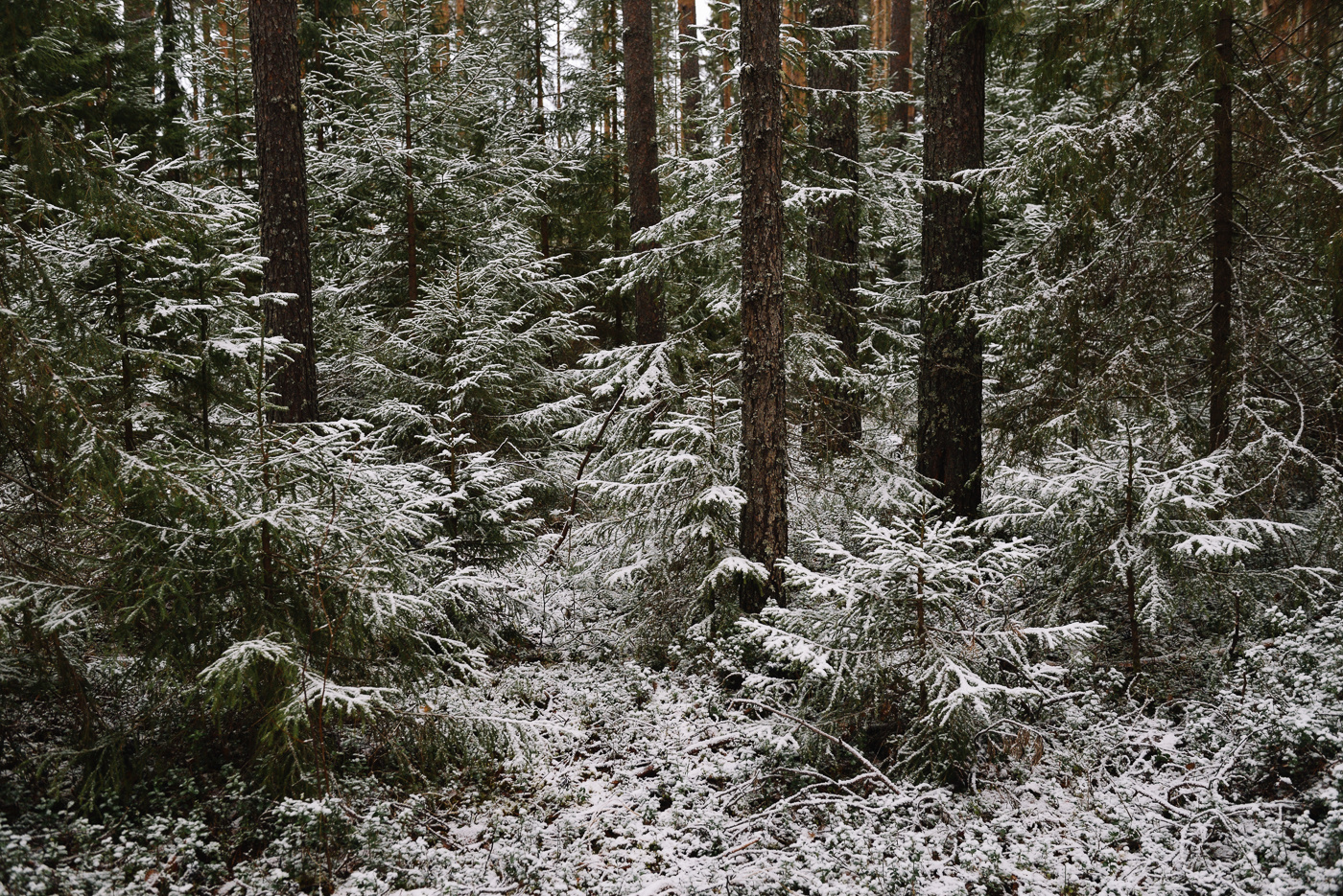 *** осень зима лес снег елки ели ель иней холод мороз пейзаж живописный тени тьма темный сосна сосны
