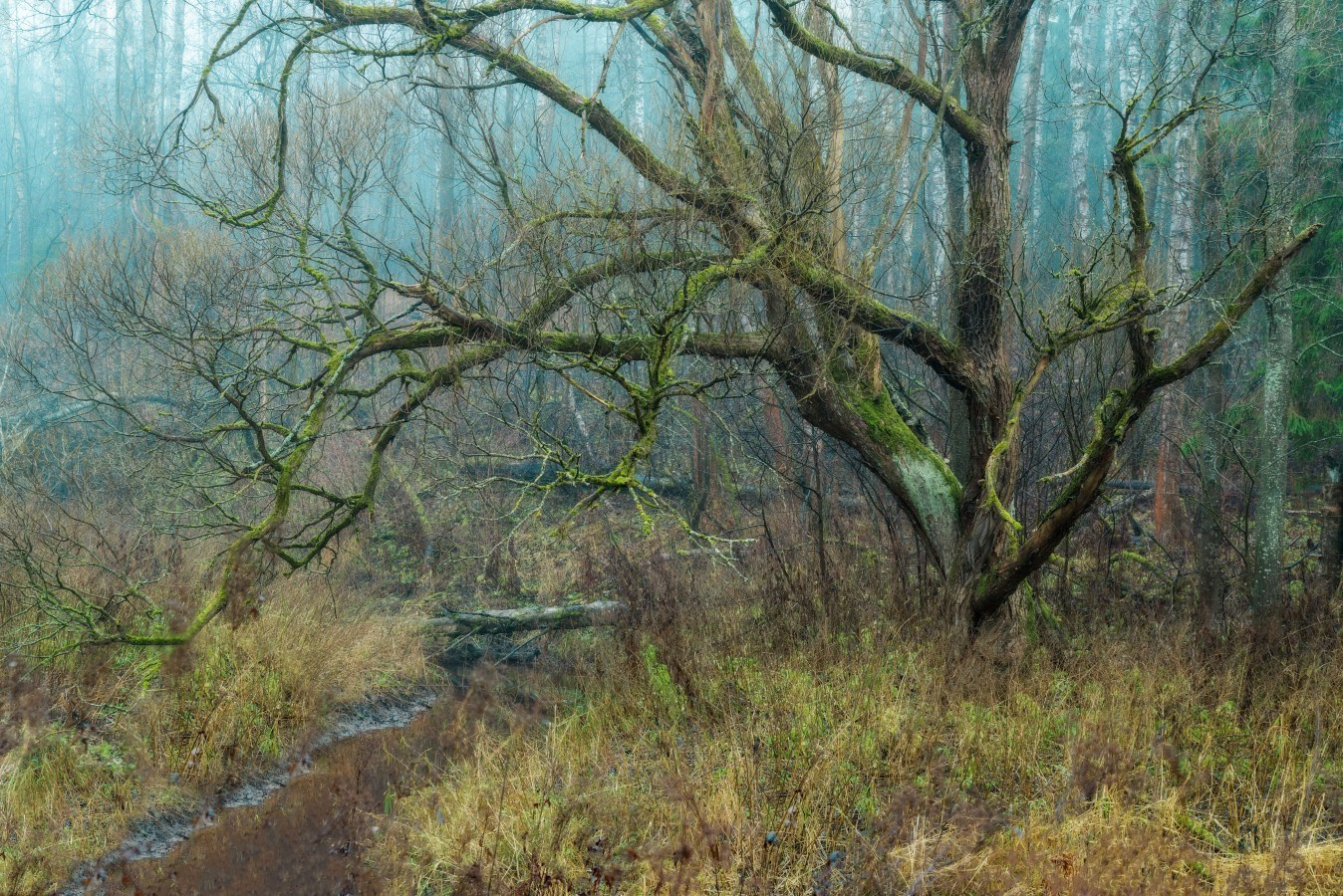 Лесной монстр петербург осень невский лесопарк туман утро дерево