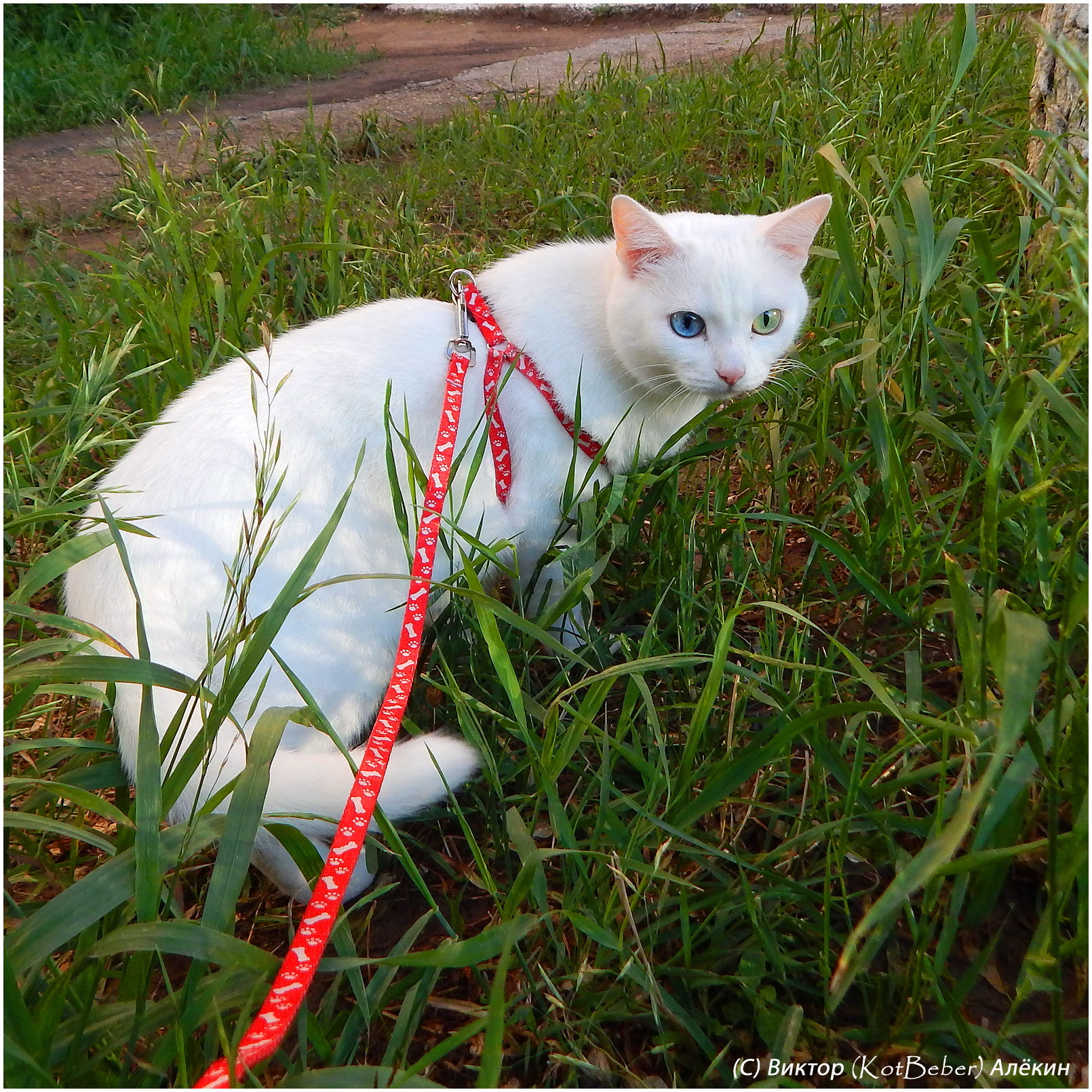 Белоснежко-прогулочное белые кошки white cats белоснежка котофото
