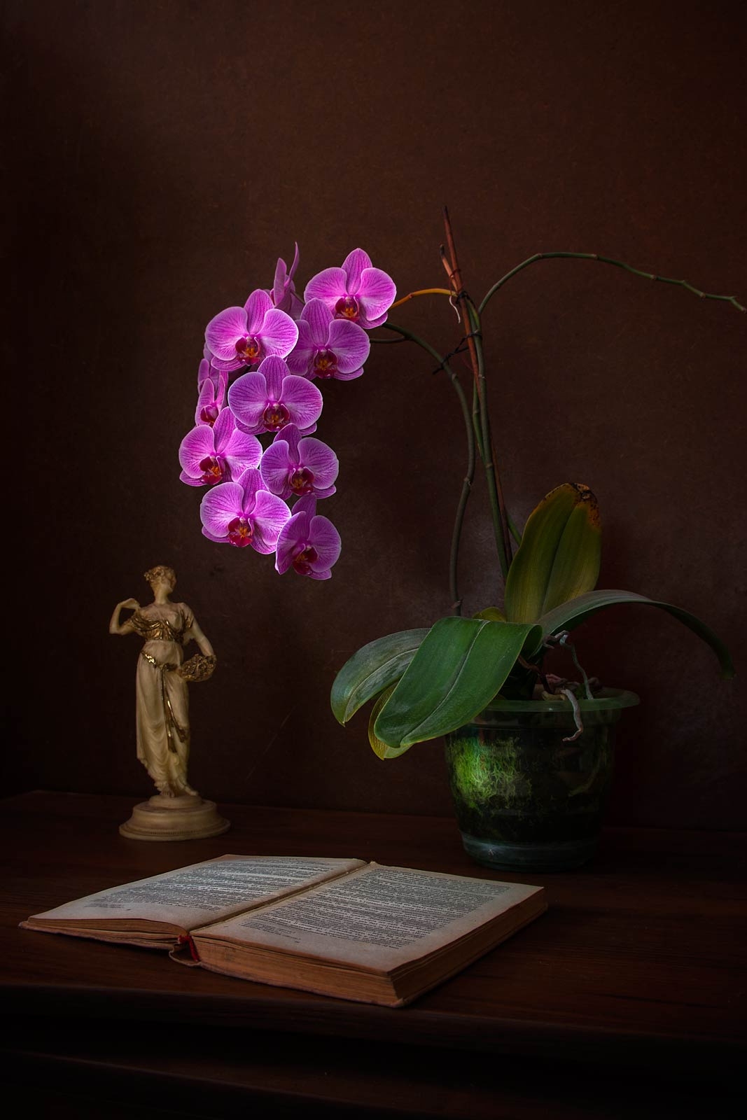 Натюрморт с орхидеей 