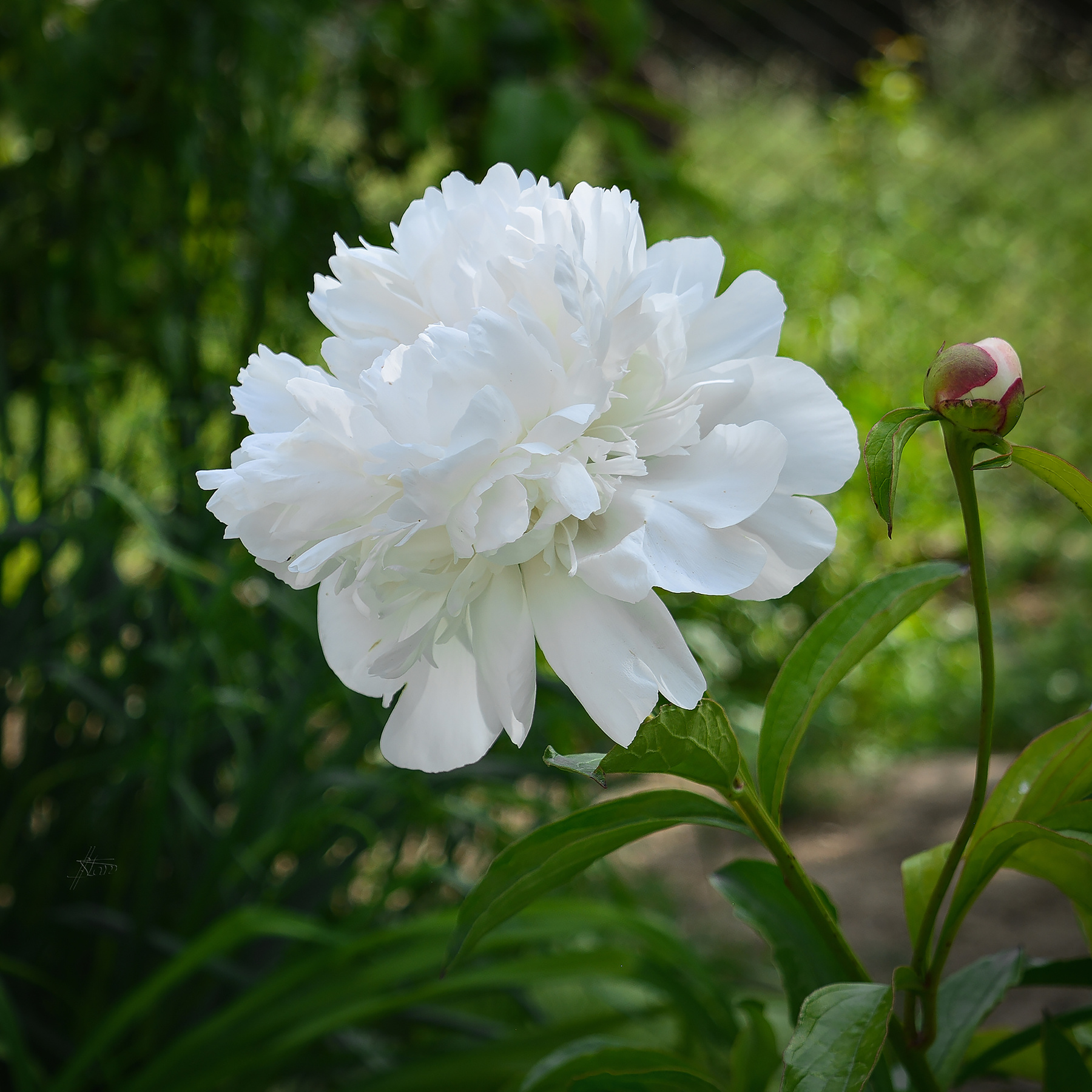 Пион белый природа весна май цветение пионы ароматный белый 20190520