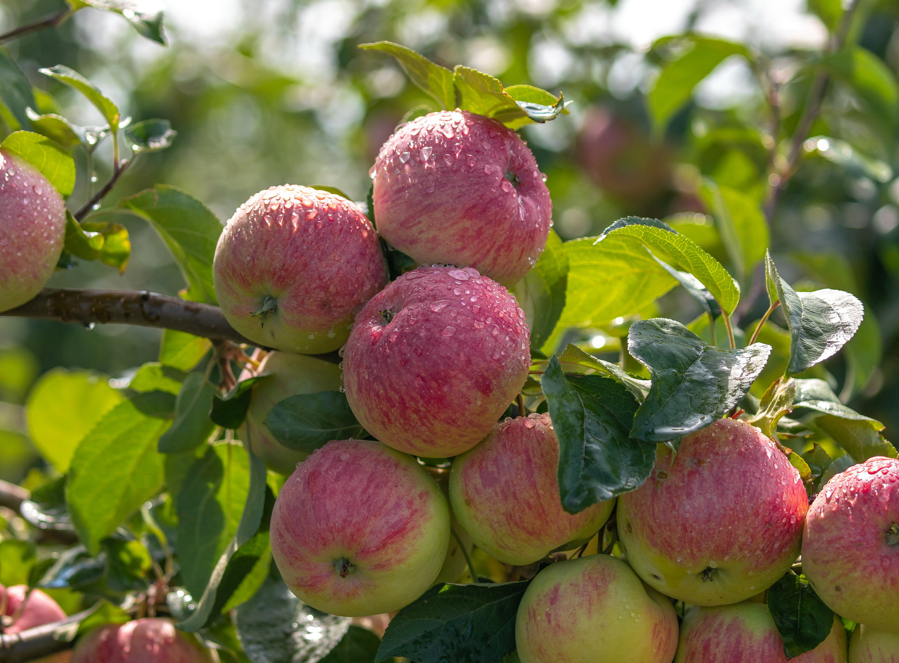 После дождя Лебедянский район Липецкая область Агроном Сад сад яблоки урожай плод яблочное фрукт дождь капли макро