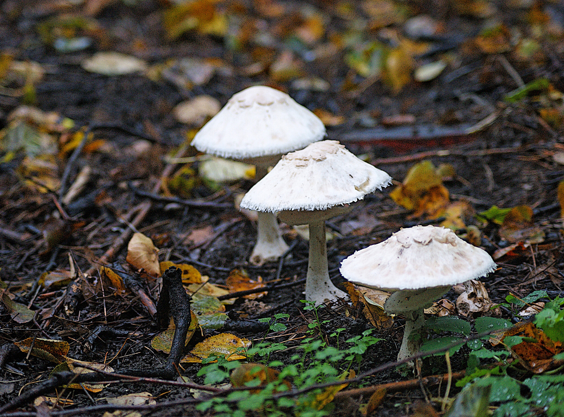 Тройняшки Осень грибы