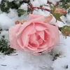 Allice