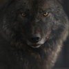 werewolf-dol