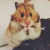 selfconfident-hamster